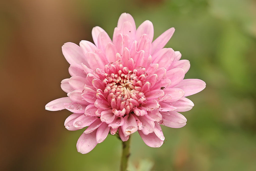 1024px-Chrysanthemum_sp