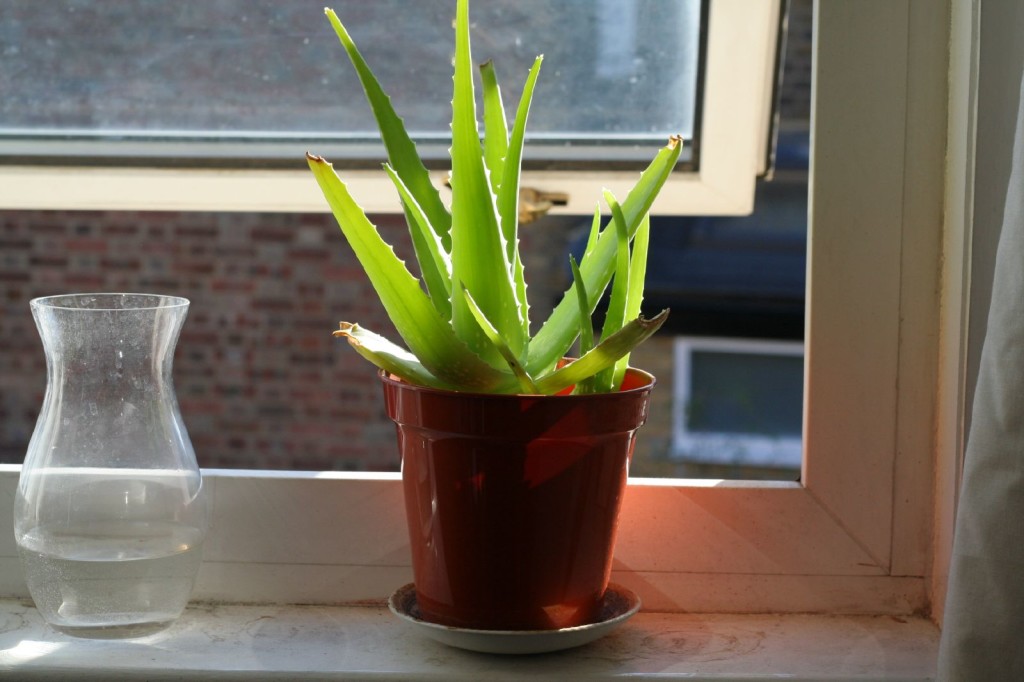 Aloe Vera